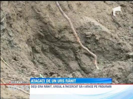 Un urs ranit a bagat spaima in oamenii dintr-o localitate de la poalele Retezatului