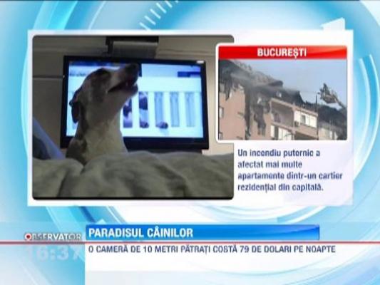 Hoteluri de lux pentru animale