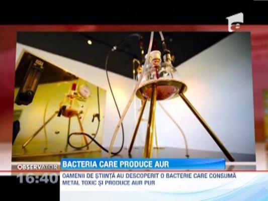 Oamenii de stiinta au descoperit o bacterie care consuma metal toxic si produce aur
