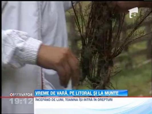 Vreme de vara, pe litoral si la munte