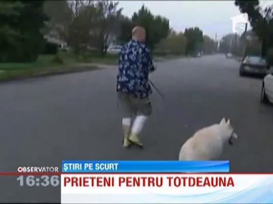 Un caine a mers singur trei kilometri pe jos, pana la spitalul in care era internat stapanul