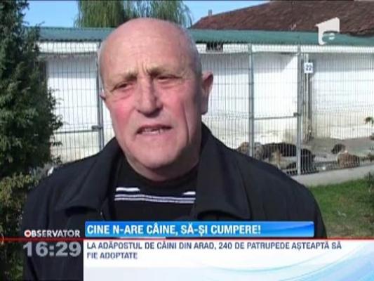 Adoptii transformate in vanzari, la Arad