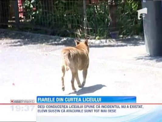 O profesoara din Brasov, la un pas sa fie sfasiata de un caine maidanez