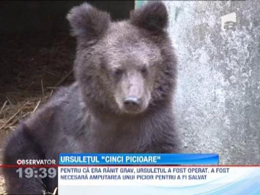 Ursuletul "cinci picioare"