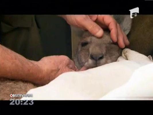 Aeroportul Melbourne din Australia a avut parte de un pasager cu marsupiu