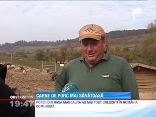 Porcii din rasa Mangalita au intrat din nou in gratiile crescatorilor romani
