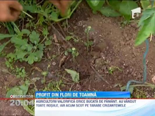 Agricultorii fac profit din flori de toamna