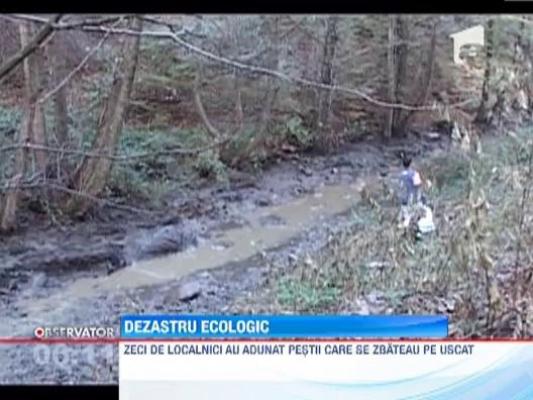 Dezastru ecologic la Caras-Severin. Mii de pesti au murit din vina proprietarulului barajului Gozna