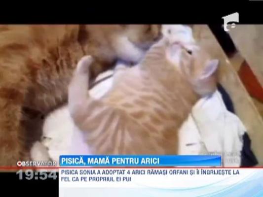 O pisica din Rusia a adoptat cativa arici orfani