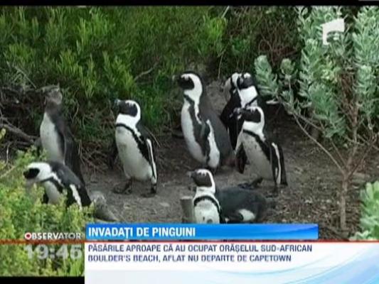 Localnicii unui oras din Africa de Sud sunt terorizati de pinguini africani