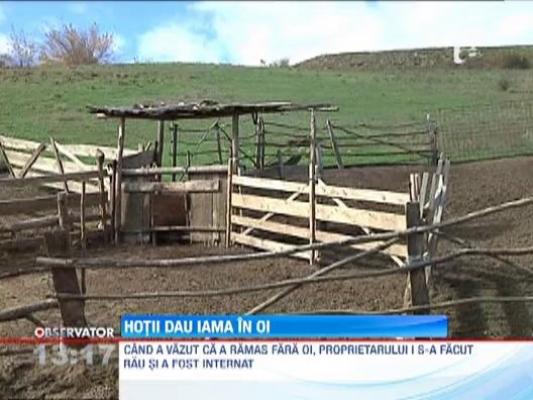 Un cioban a fost "deposedat" de 150 de oi