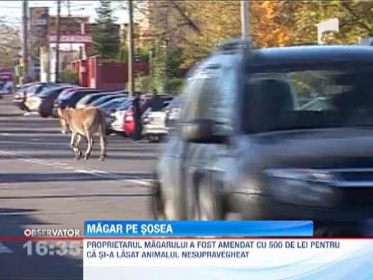 Un magar a iesit la plimbare prin centrul Pitestiului