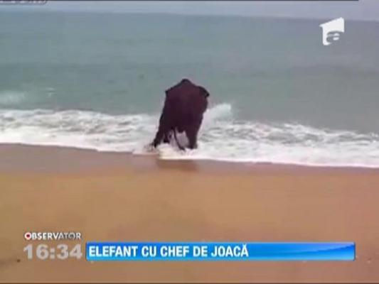 Vezi aici cum se relaxeaza un elefant pe o plaja!