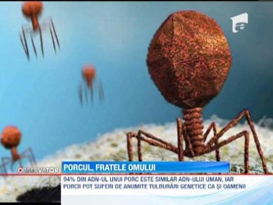 Oamenii si porcii devin din ce in ce mai asemanatori!