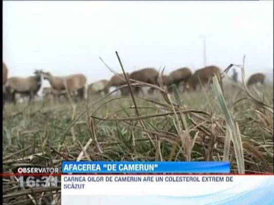 Oile de Camerun, afacere de nota zece pentru un sibian din Poplaca