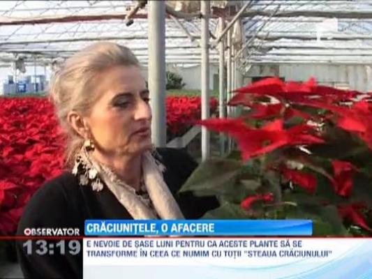 O familie din Arad a transormat pasiunea pentru flori intr-o afacere