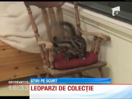 Doi pui de leopard, vedetele unei gradini zoologice din SUA