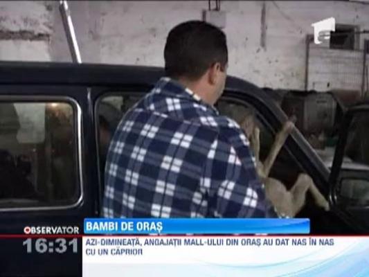 O caprioara a gonit pe strazile din Resita