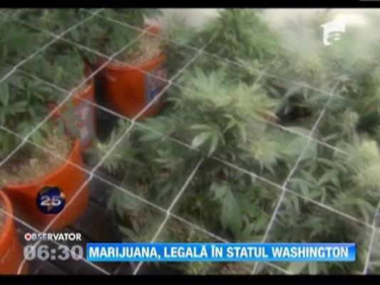 Washington, primul stat federal american in care este permis consumul de marijuana in scop de "recreere"