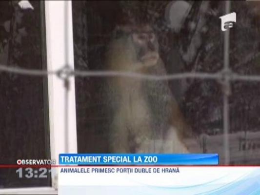 Animalele de la ZOO primesc tratament special impotriva frigului