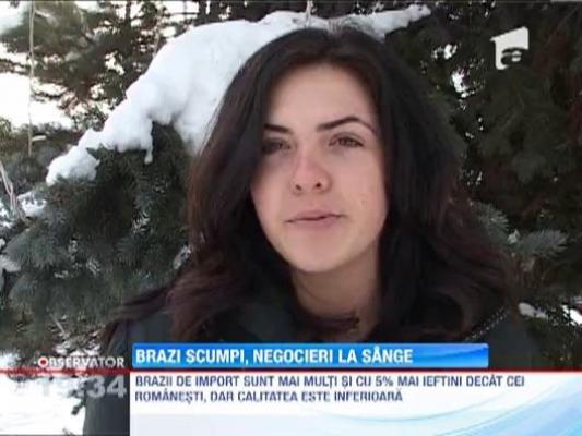 Anul acesta brazii se vand in rate sau se pot inchiria