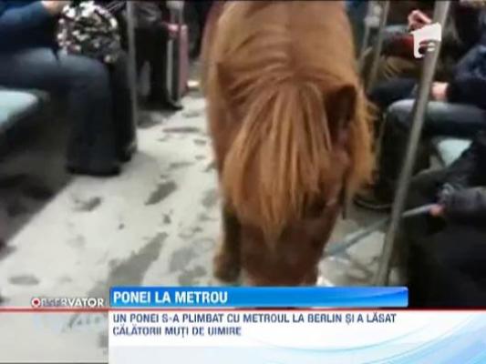 Un ponei s-a plimbat cu metroul la Berlin!