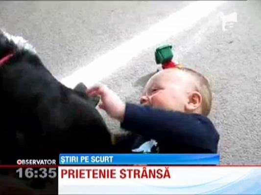 Un Rotweiller se joaca alaturi de un bebelus