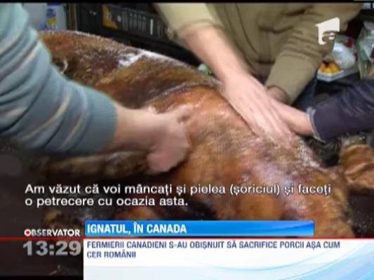Traditia sacrificarii porcului se aplica si la romanii din Canada