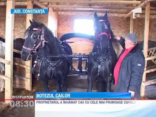 Traditie de Boboteaza: botezul cailor