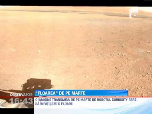 "Floarea" de pe Marte