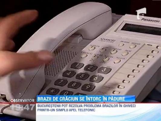 Cum scapati de pomii de Craciun fara niciun efort