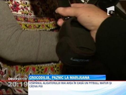 Un traficant de droguri, arestat, dupa ce politia a gasit 15 kg de marijuana si un aligator in casa