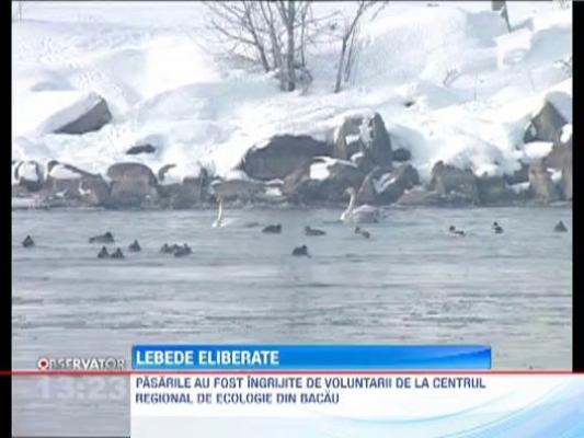 Lebedele care s-au ratacit pe strazile din Bacau au ajuns in mediul lor natural