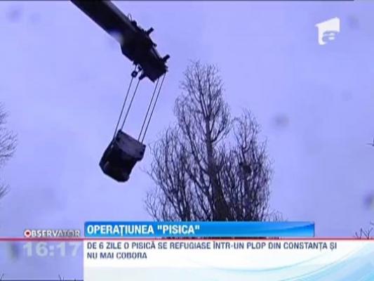 Operatiunea "pisica"