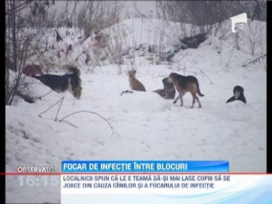 Focar de infectie intre blocuri