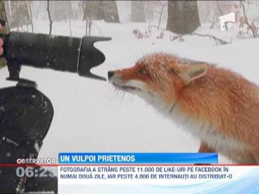 O vulpe a ajuns vedeta pe Facebook