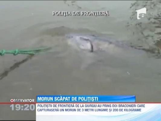 Morun de 3 metri, salvat de la transat de politistii de frontiera