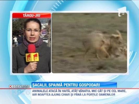 Sacalii, spaima pentru gospodari
