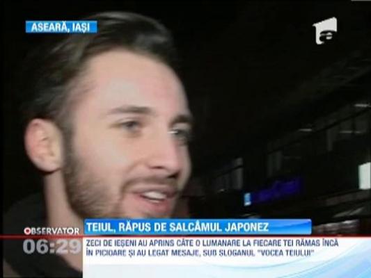 Edilii din Iasi le-au pus gand rau teilor din centrul orasului! Vor sa-i inlocuieasca cu salcami japonezi