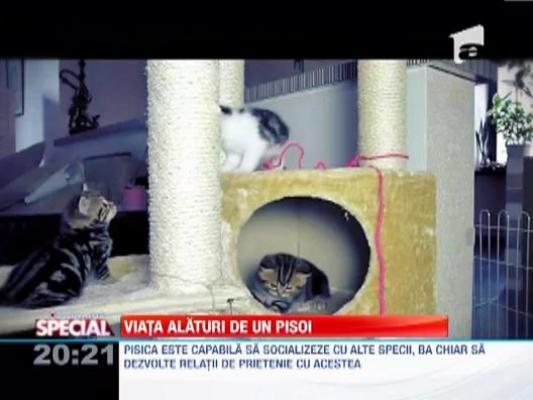 Pisica este cel mai putin solicitant animal pentru un om comod