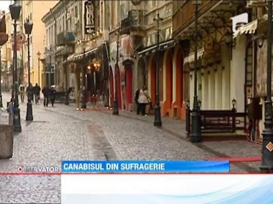 UPDATE / "Laboratoare" de cannabis in sapte apartamente din Capitala!