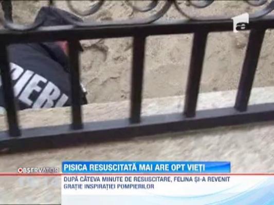 Pisica resuscitata la Arad