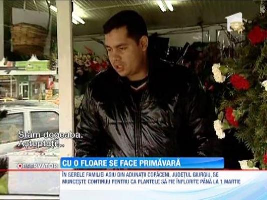 Martie, cea mai profitabila luna din an pentru florari