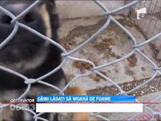 Caini lasati sa moara de foame