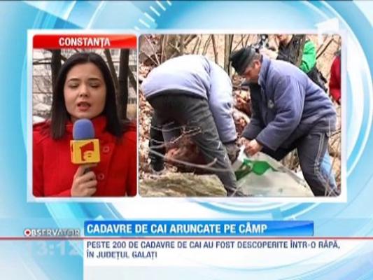 Descoperire socanta in judetul Galati! 200 de cadavre de cai pe un camp