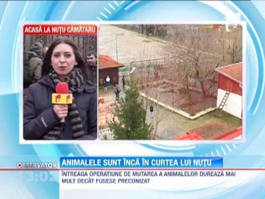 UPDATE! Nutu Camataru a ramas fara lei si ursi!  Vezi AICI unde se muta gradina zoologica a lui Nutu