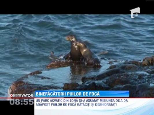 Un parc acvatic din California a salvat zeci de pui de foca parasiti