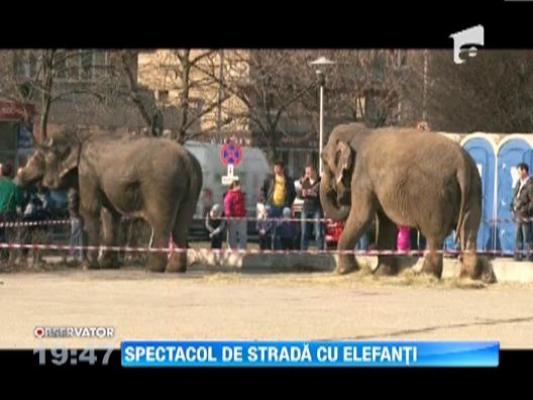 Spectacol cu elefanti in centrul orasului Baia Mare