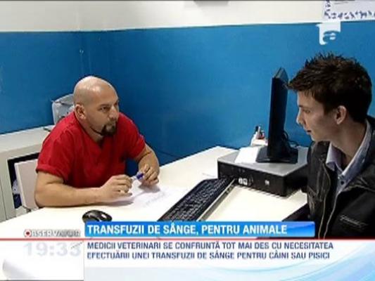 Transfuzii de sange, pentru animale