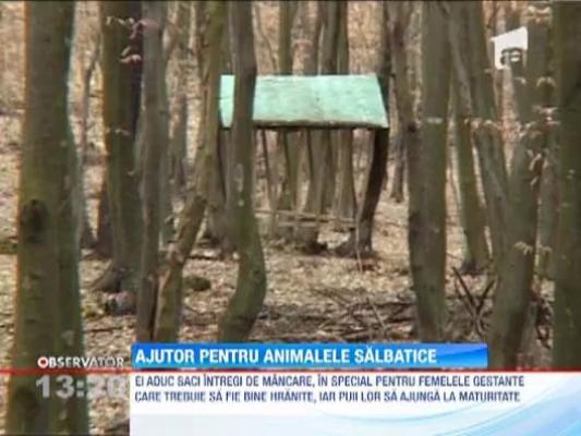 Vanatorii hunedoreni au hranit zeci de animale salbatice